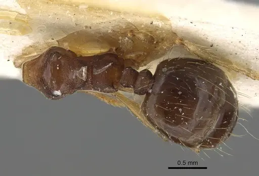 Pheidole pampana - CASENT0922366