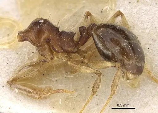 Pheidole pampana - CASENT0922366