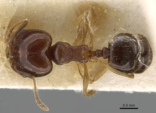 Pheidole pampana - CASENT0922367