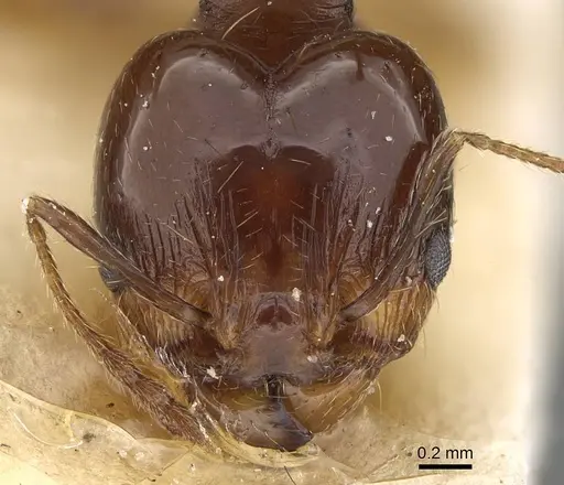 Pheidole pampana - CASENT0922367