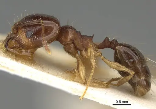 Pheidole pampana - CASENT0922367