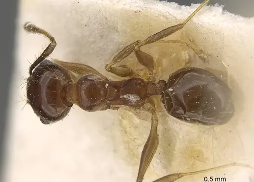 Pheidole pampana - CASENT0922368