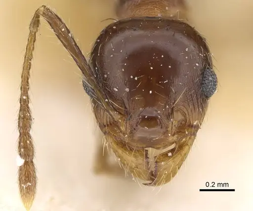 Pheidole pampana - CASENT0922368