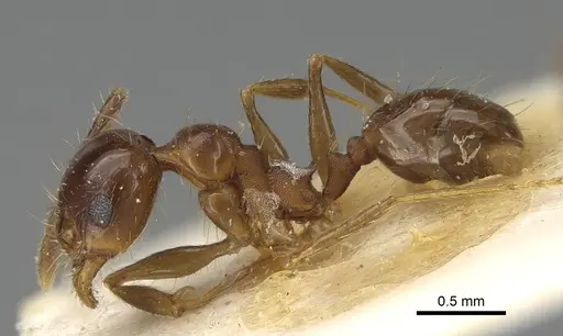 Pheidole pampana - CASENT0922368