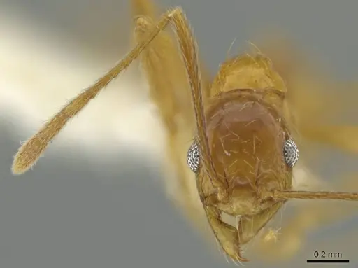 Pheidole paraensis specimen