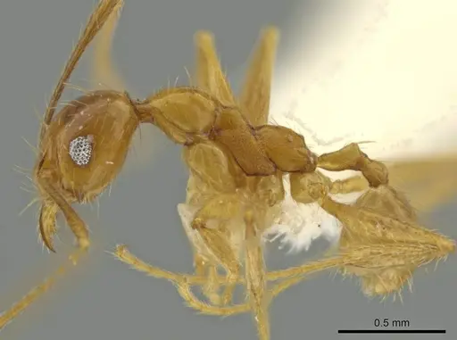 Pheidole paraensis specimen