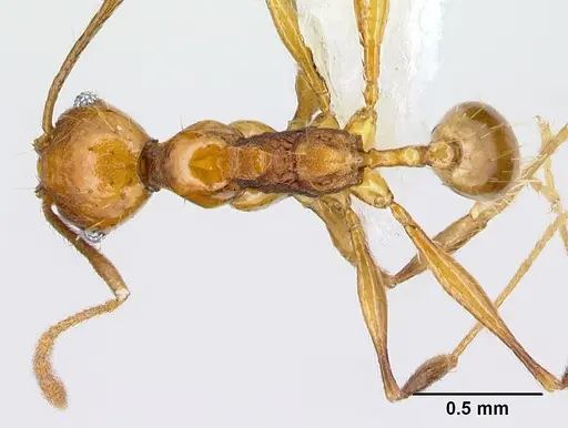 Pheidole pararugiceps specimen