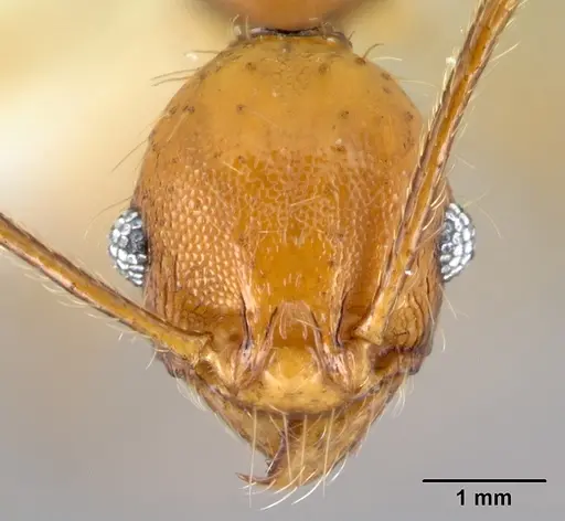 Pheidole pararugiceps specimen
