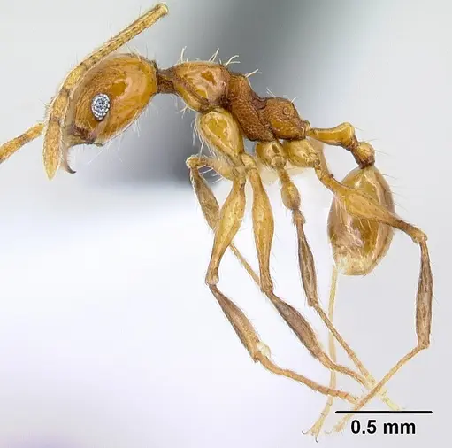 Pheidole pararugiceps specimen