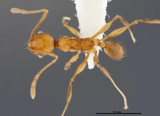 Pheidole pararugiceps - CASENT0609022