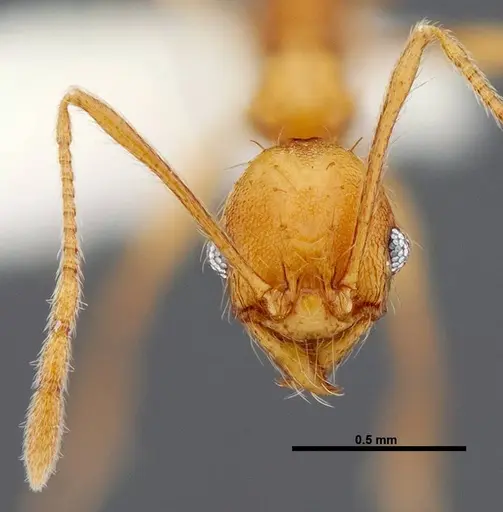 Pheidole pararugiceps - CASENT0609022