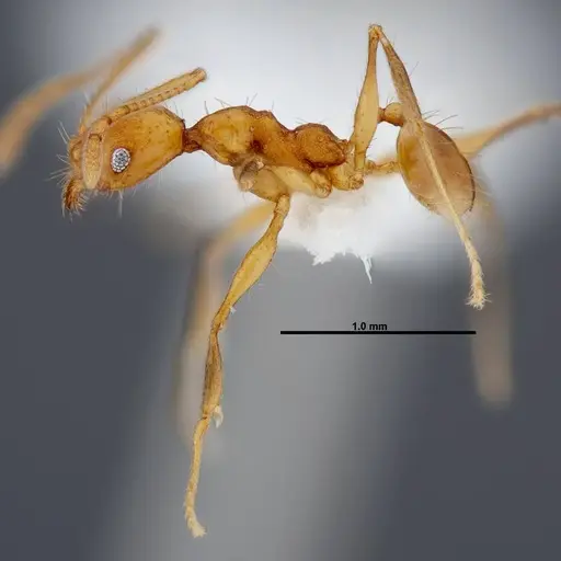 Pheidole pararugiceps - CASENT0609022