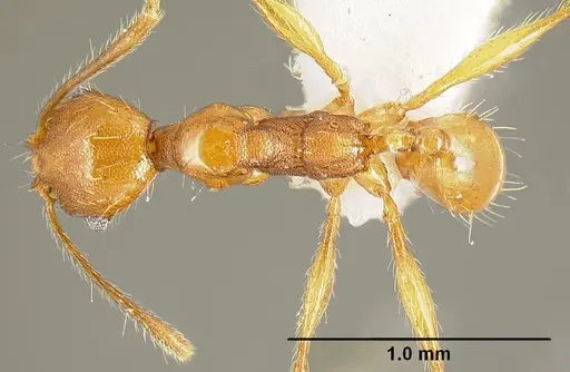 Pheidole pararugiceps - INB0003210732
