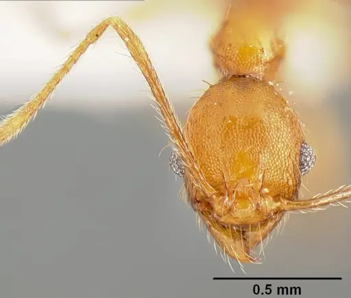 Pheidole pararugiceps - INB0003210732