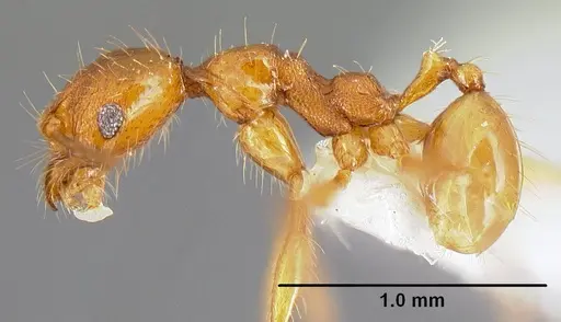 Pheidole pararugiceps - INB0003210732