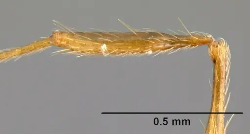 Pheidole pararugiceps - INB0003210732