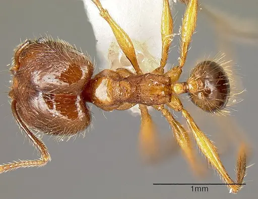 Pheidole pararugiceps - INB0003213441