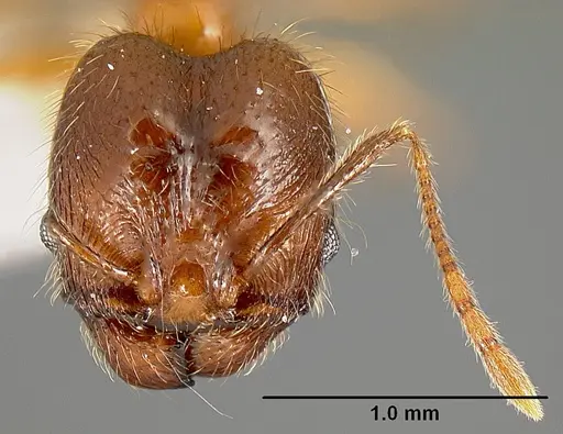 Pheidole pararugiceps - INB0003213441