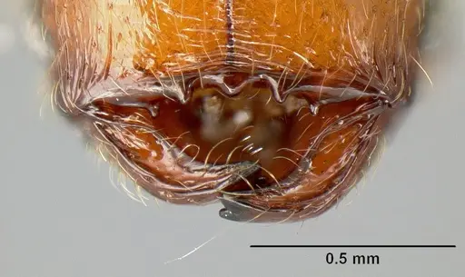 Pheidole pararugiceps - INB0003213441