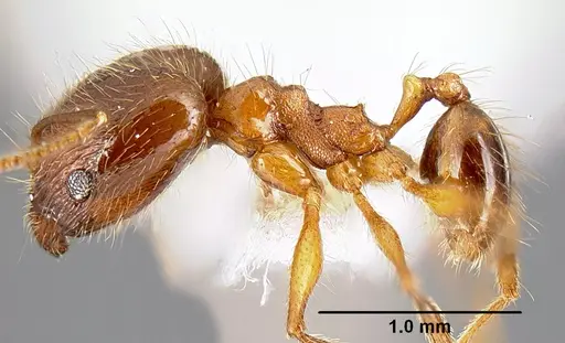 Pheidole pararugiceps - INB0003213441