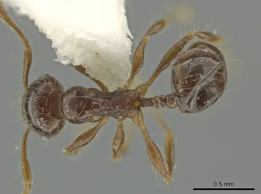 Pheidole pariana specimen