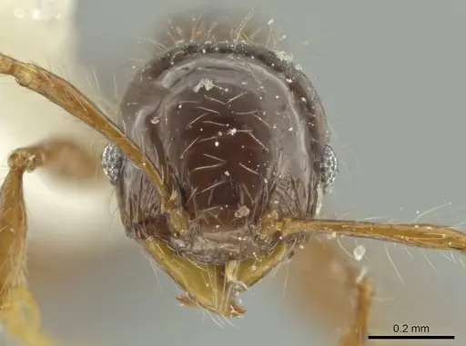 Pheidole pariana specimen
