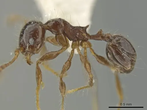 Pheidole pariana specimen