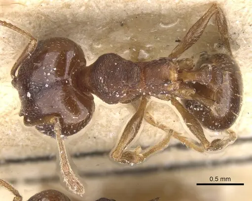 Pheidole pariana - CASENT0913465