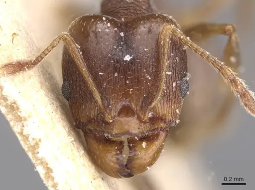 Pheidole pariana - CASENT0913465