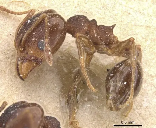 Pheidole pariana - CASENT0913465