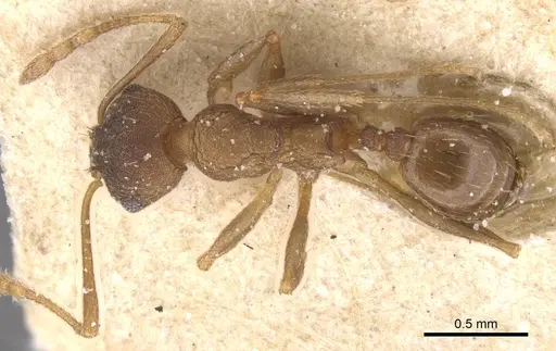 Pheidole pariana - CASENT0913466