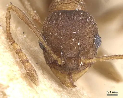 Pheidole pariana - CASENT0913466