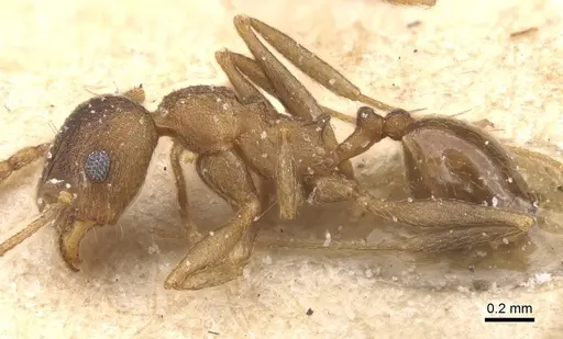 Pheidole pariana - CASENT0913466