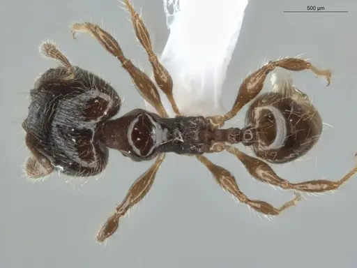 Pheidole pariana - ECOFOG-MI15-0361-12-S