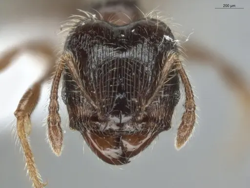 Pheidole pariana - ECOFOG-MI15-0361-12-S