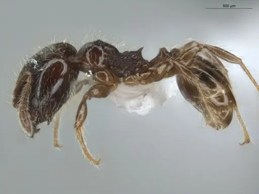 Pheidole pariana - ECOFOG-MI15-0361-12-S