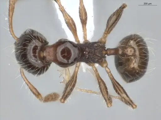 Pheidole pariana - ECOFOG-MI15-0401-06