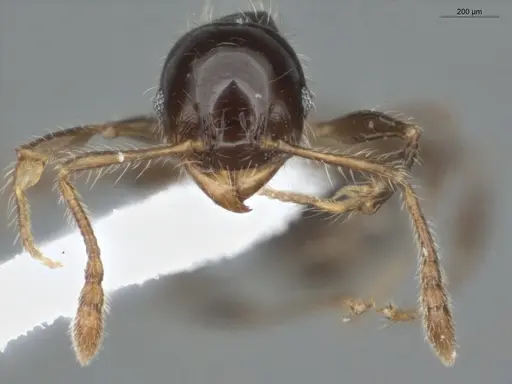 Pheidole pariana - ECOFOG-MI15-0401-06