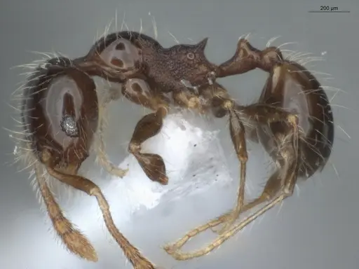 Pheidole pariana - ECOFOG-MI15-0401-06