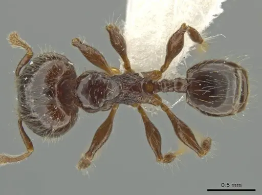 Pheidole pariana - JTLC000016481