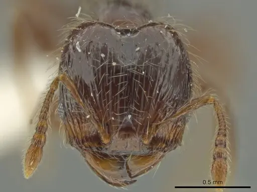 Pheidole pariana - JTLC000016481