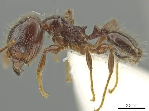 Pheidole pariana - JTLC000016481