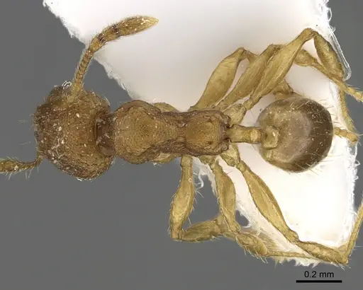 Pheidole parva specimen