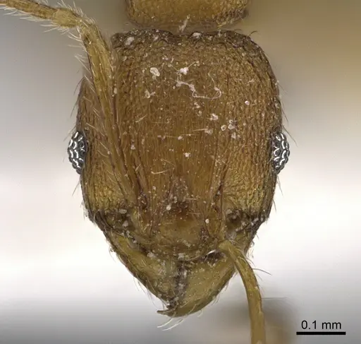 Pheidole parva specimen