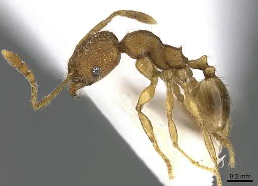 Pheidole parva specimen