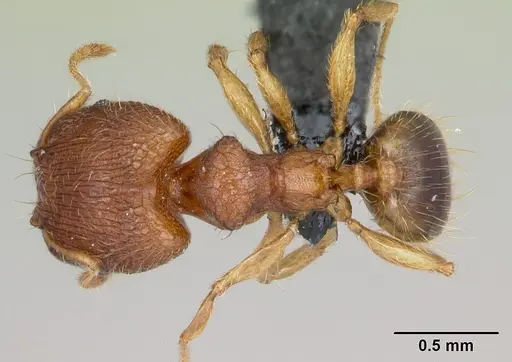 Pheidole parva - CASENT0055997