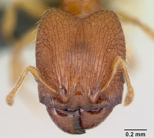 Pheidole parva - CASENT0055997