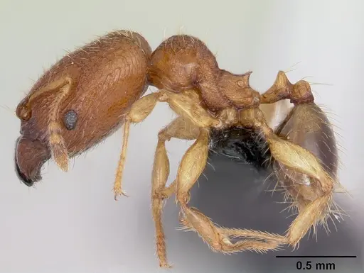Pheidole parva - CASENT0055997