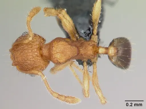 Pheidole parva - CASENT0055998