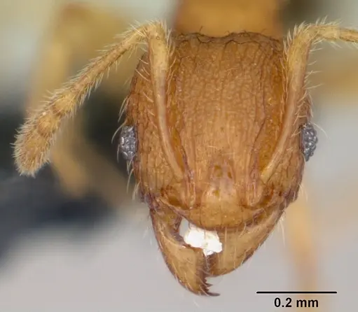 Pheidole parva - CASENT0055998